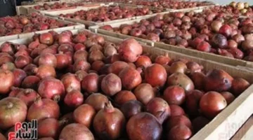 أسعار الفاكهة في مطروح الأربعاء 22-10-2025: الجوافة مستقرة عند 25 جنيهًا